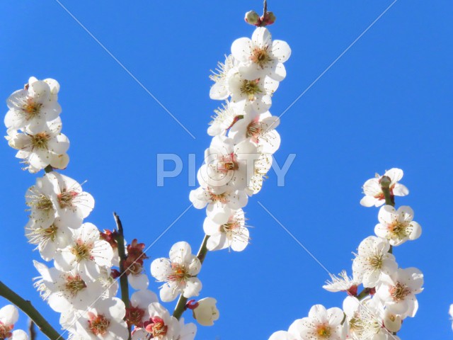 水色の空と白い花
