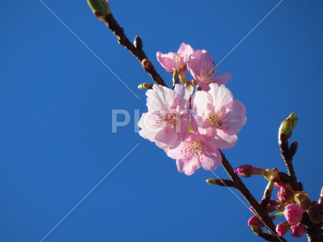 小さな桜の花