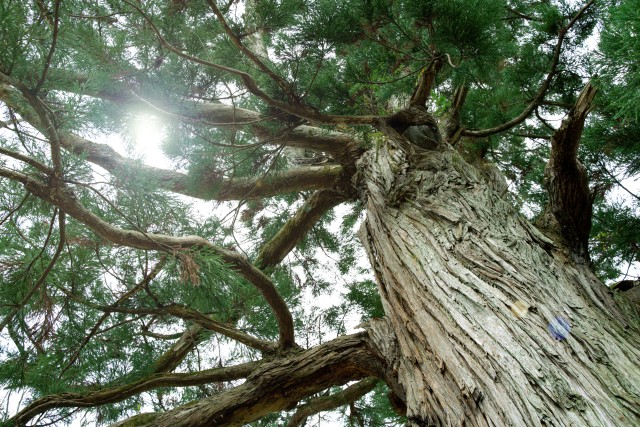 長寿の木　巨木のイメージ