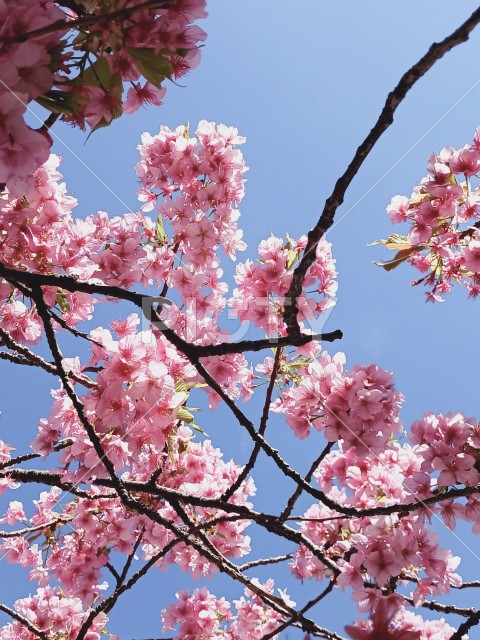 早咲きの桜の空