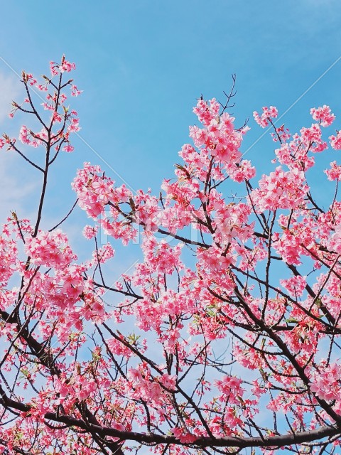 快晴の河津桜