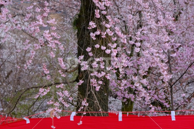 枝垂れ桜と五色幕