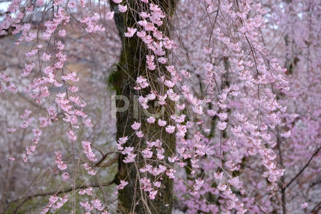 糸桜のアップ