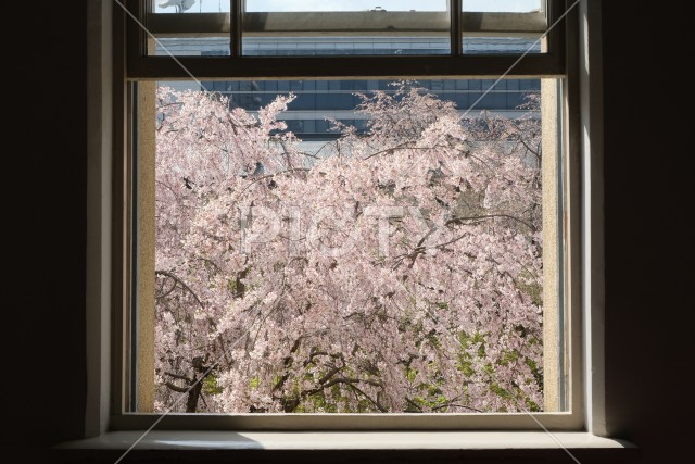 京都府庁旧本館の窓と枝垂れ桜
