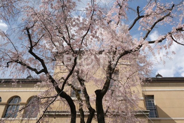 京都府庁旧本館と枝垂れ桜