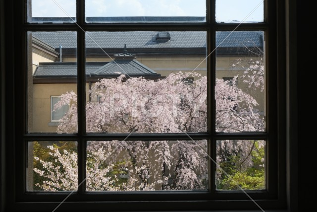 京都府庁旧本館の窓枠と枝垂れ桜
