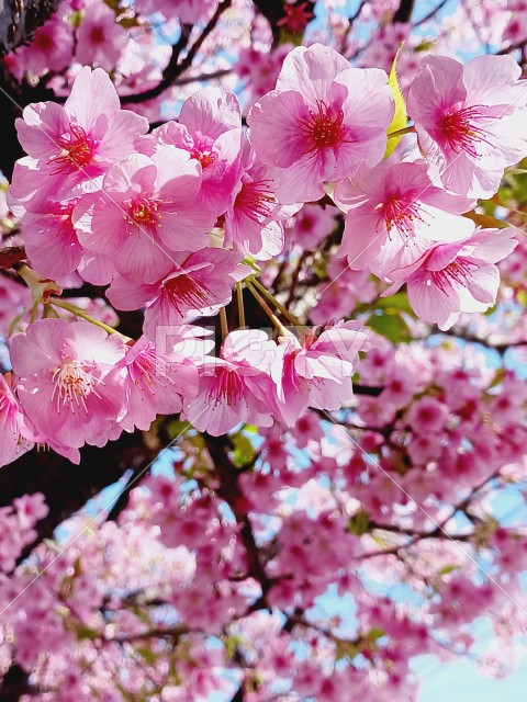 早咲きの桜の花びら