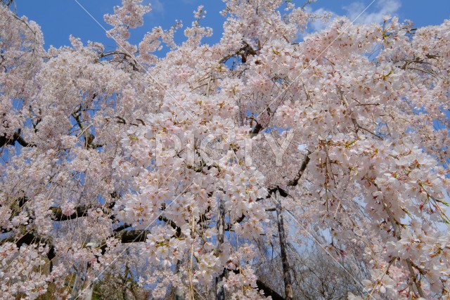 満開の善峯寺の枝垂れ桜