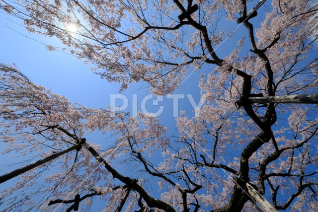 春の日差しと善峯寺の枝垂れ桜