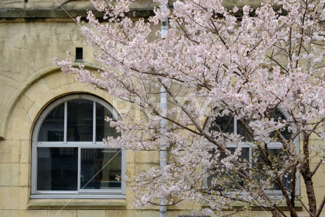 旧成徳中学校跡のアーチ窓