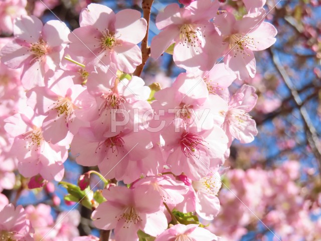 快晴の早咲きの桜