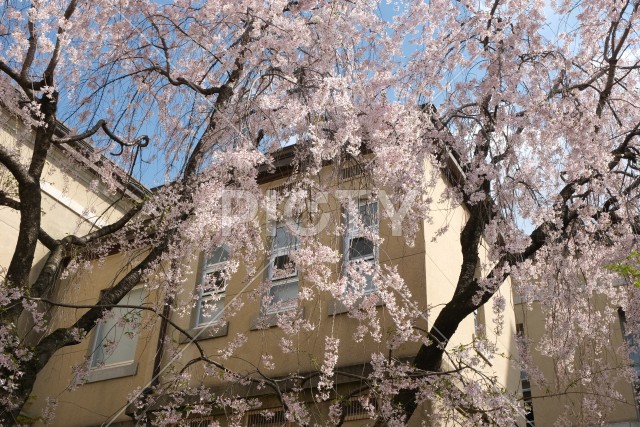 京都府庁旧本館の中庭と枝垂れ桜