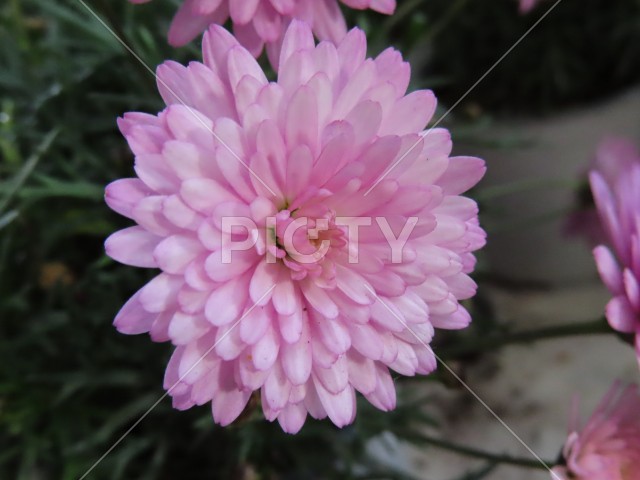 ピンクの菊の花
