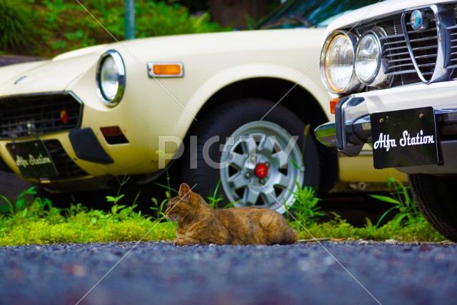 自動車とネコ