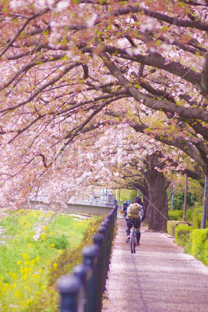 桜の歩道を自転車で走る人