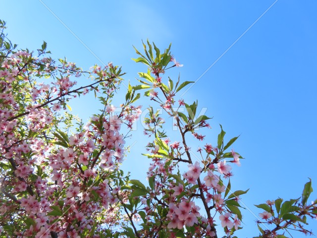 光の中の河津桜