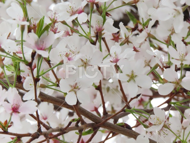自然の桜