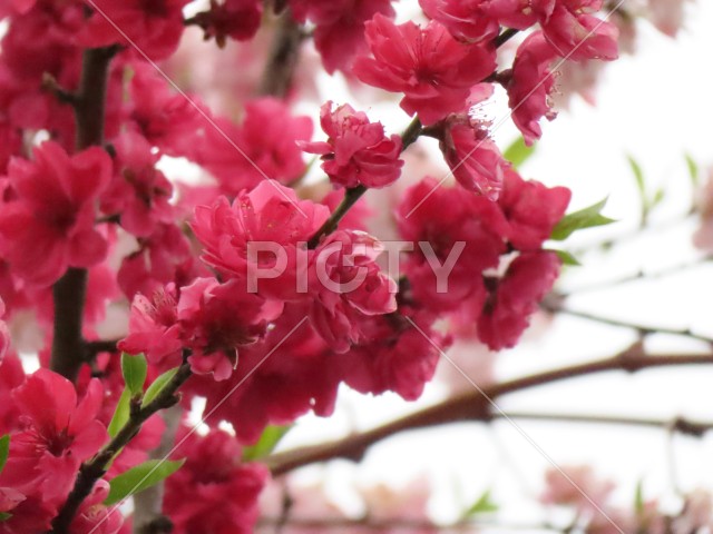 可愛い桃の花