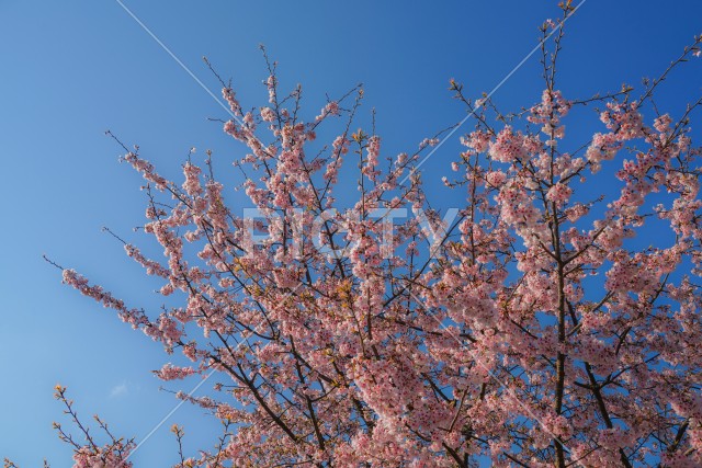 青空と桜のイメージ