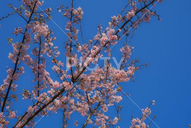青空と桜のイメージ