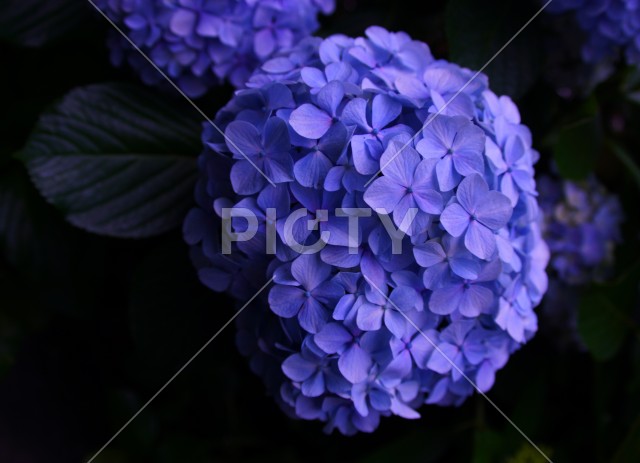 紫陽花イメージ