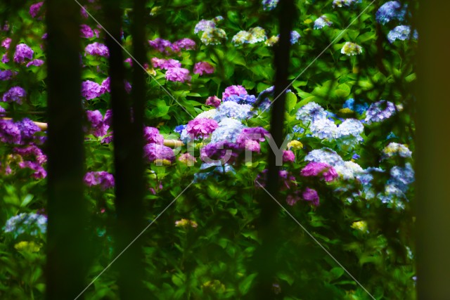 竹林と紫陽花