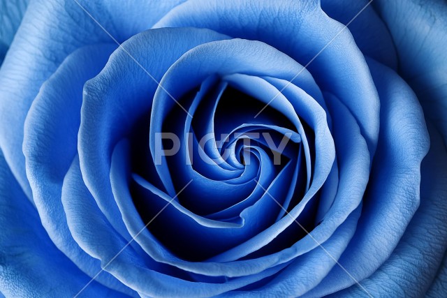 青いバラのイメージ