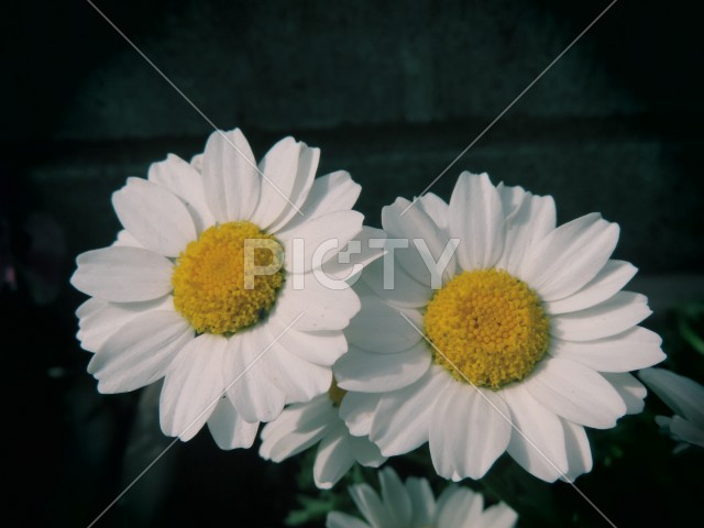 二つの白い花
