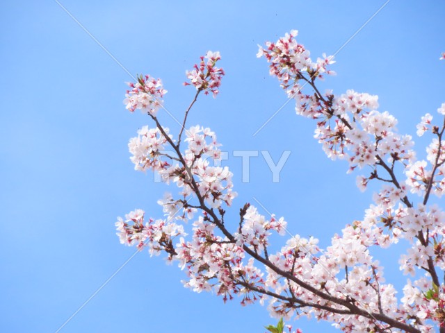 水色の空と桜