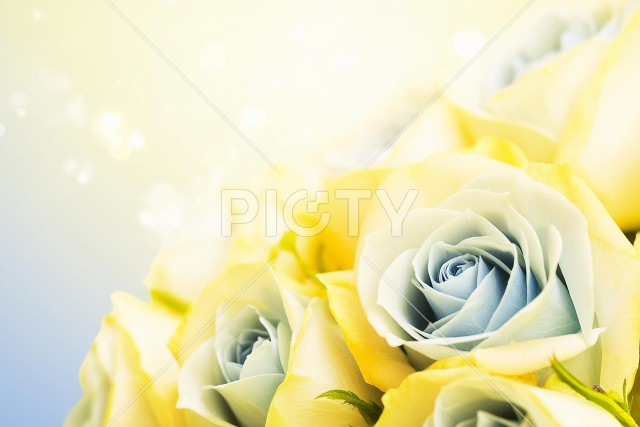 黄色と青のグラデーションのバラ