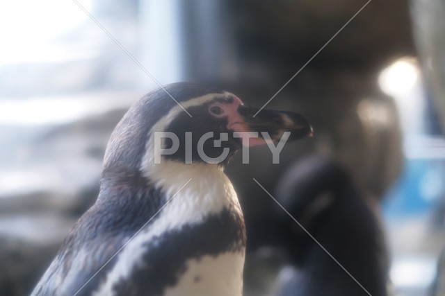 ペンギン07