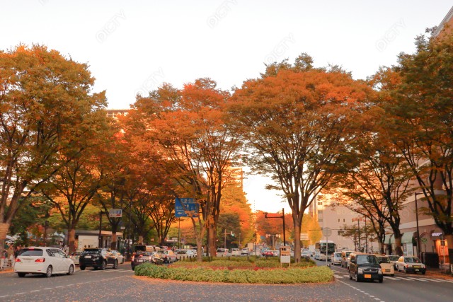 宮城県仙台市 紅葉で色づく秋の定禅寺通り