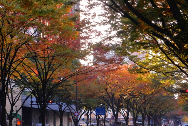 宮城県仙台市 紅葉で色づく秋の青葉通り