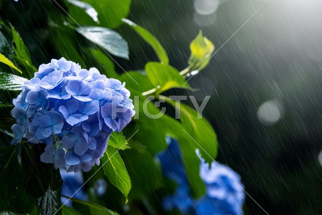 梅雨の紫陽花のイメージ