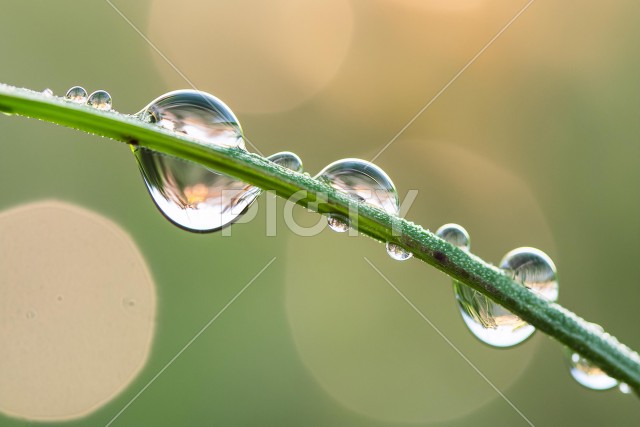 水滴と茎