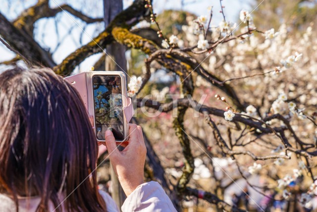 桜を撮影する人