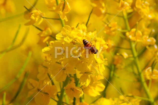 菜の花とミツバチ