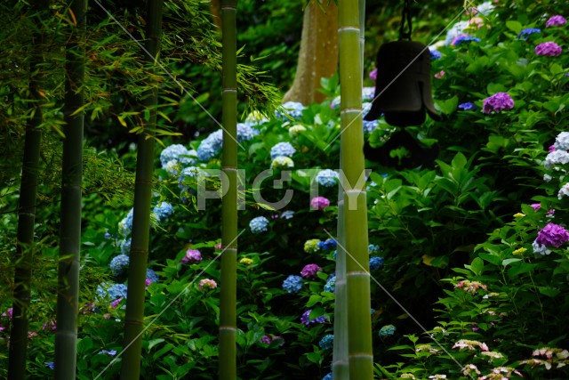 竹林と紫陽花
