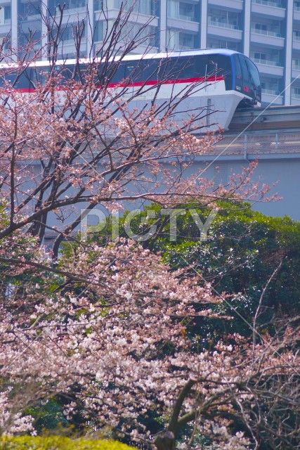 桜とモノレール