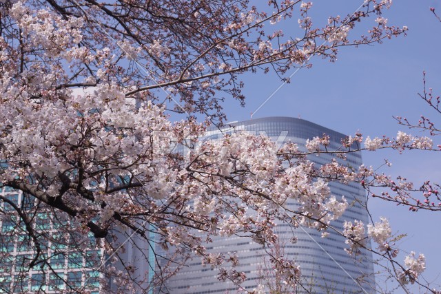 日本庭園の桜イメージ