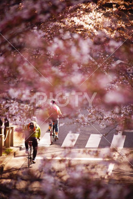桜の中を歩く人