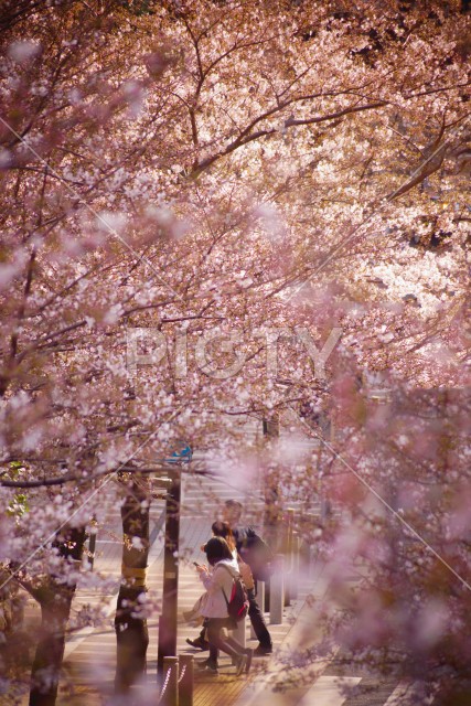 桜の中を歩く人