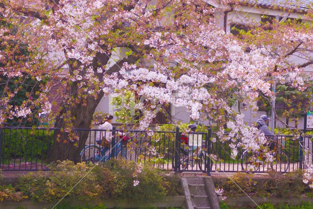 桜の歩道を自転車で走る人々