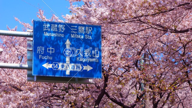 桜と道路標識