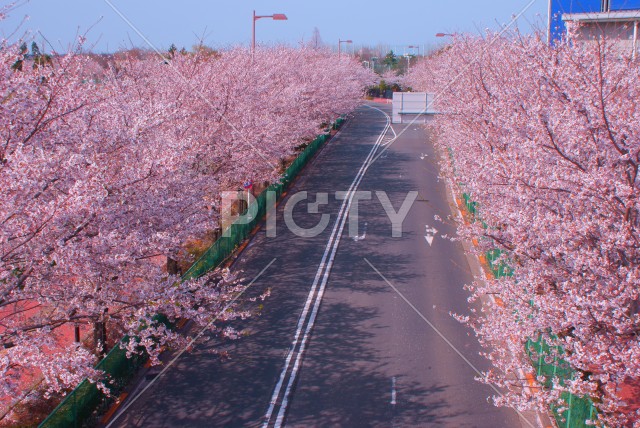 日本庭園の桜イメージ