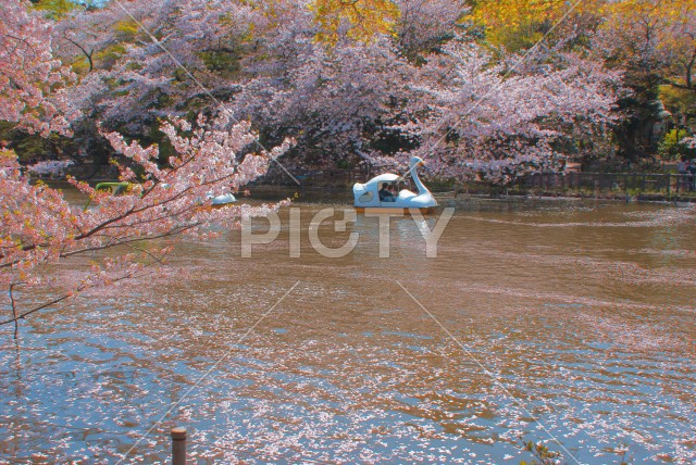 桜とあひるボート