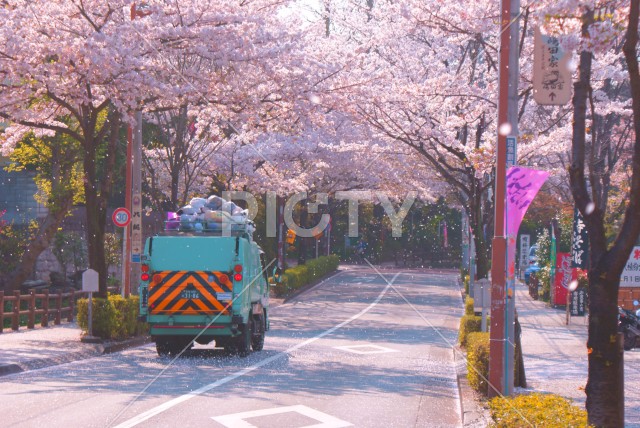 桜とごみ収集車