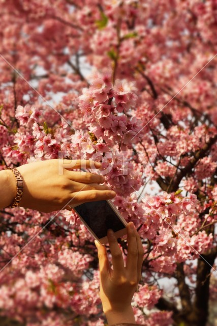 スマートフォンで桜の写真を撮る人