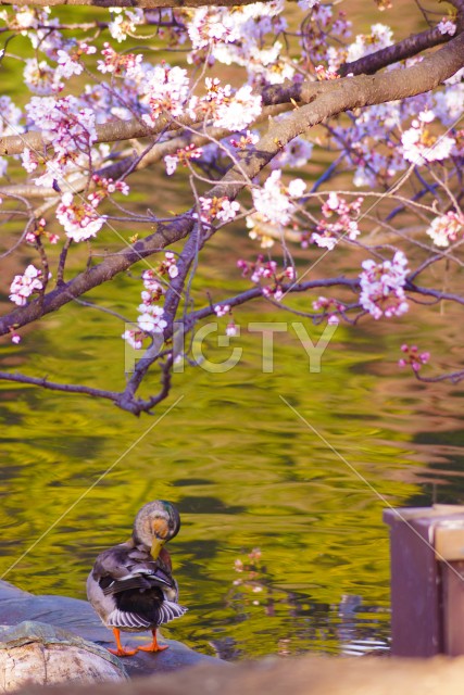 桜に埋め尽くされた池を泳ぐカモ