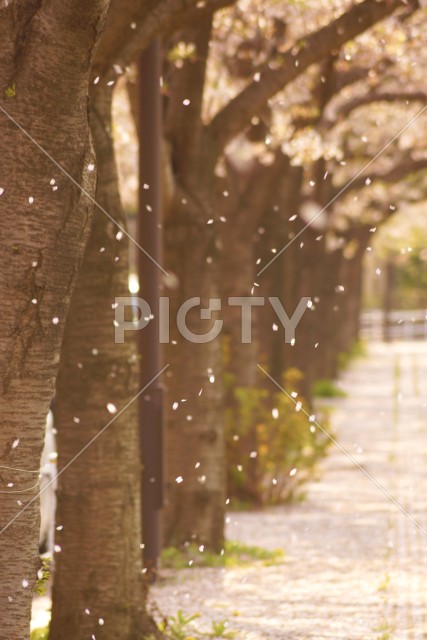 桜の雨